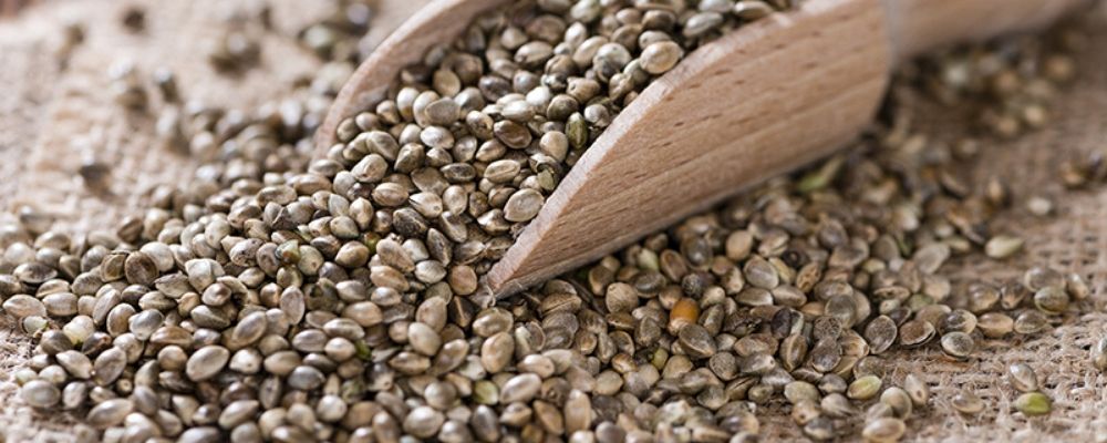 Hemp Seeds