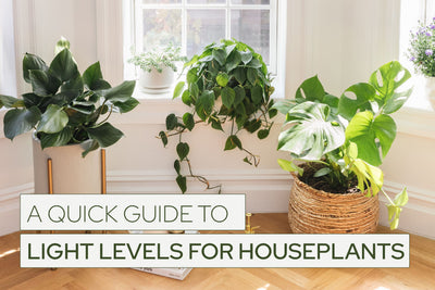 A Quick Guide to Light Levels for Houseplants - bestplantfriend