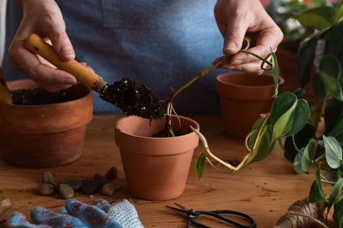 propagate houseplant, houseplant propagation, How to Propagate Houseplants in Many Ways, pothos propagation, propagate pothos