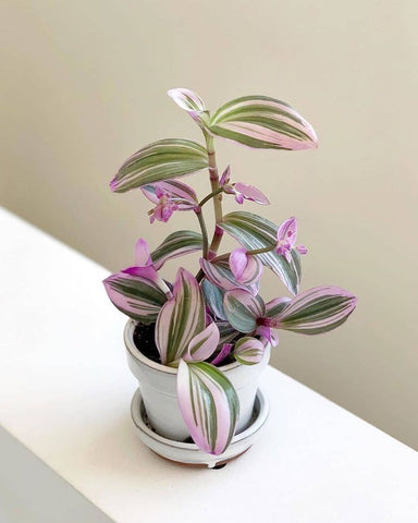 How to Care for Tradescantia? - Best Plant Friend