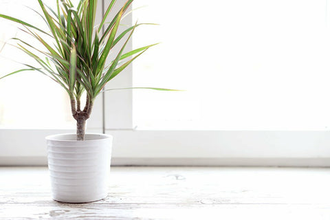 Green Marginata Dracaena, Dracaena Care Guide, How to Care for Dracaena Plants