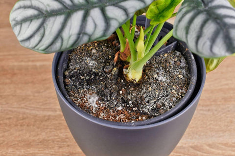 Why Is There White Mold On My Houseplant Soil & How Do I Fix It?