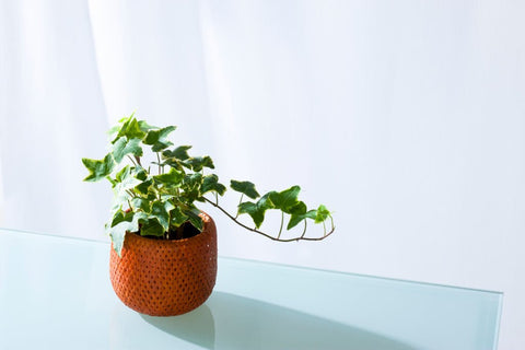 English ivy – Hedera helix - Plant & Pest Diagnostics