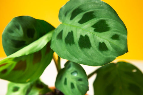 Maranta Green Prayer Plant, Maranta Green Rabbit Tracks, How to Care for Maranta Green Prayer Plant, Rabbit Tracks Care Guide