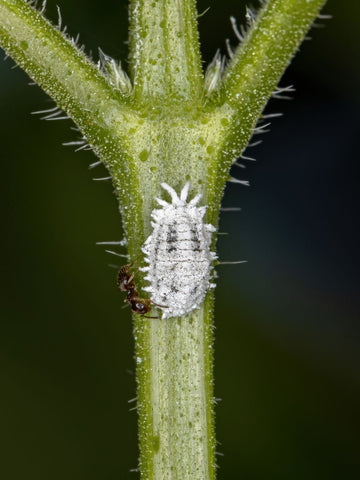 mealy bugs on houseplant, how to get rid of mealy bugs