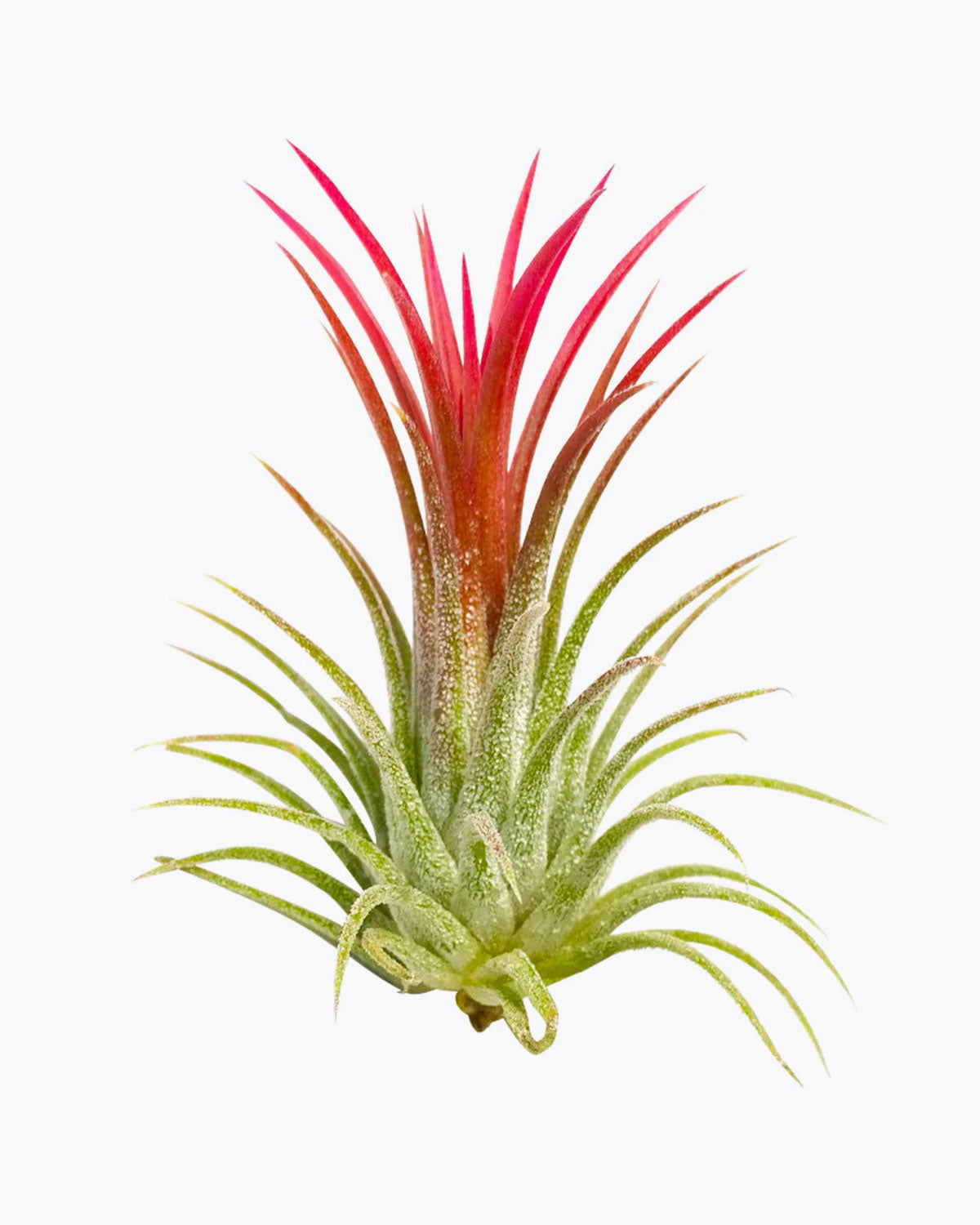 ionantha rubra, tillandsia ionantha fuego, tillandsia rubra, tillandsia ionantha varieties, tillandsia ionantha mexican, tillandsia ionantha rubra care, how to care for tillandsia air plants, ionantha rubra care