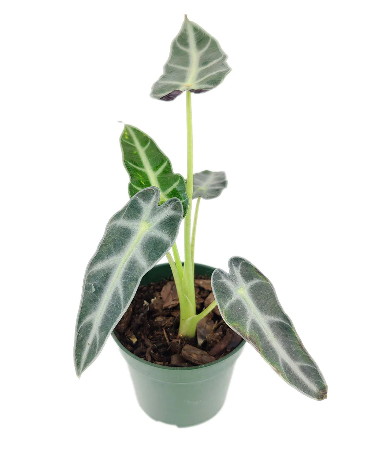 Best indoor plant for beginner, Alocasia Bambino Arrowhead-shaped foliage Plant, House plant for sale, Houseplant decoration ideas, Alocasia Amazonica Bambino Tropical Houseplant for sale online, Types of houseplant delivery, Easy to grow houseplant, Plants as gifts