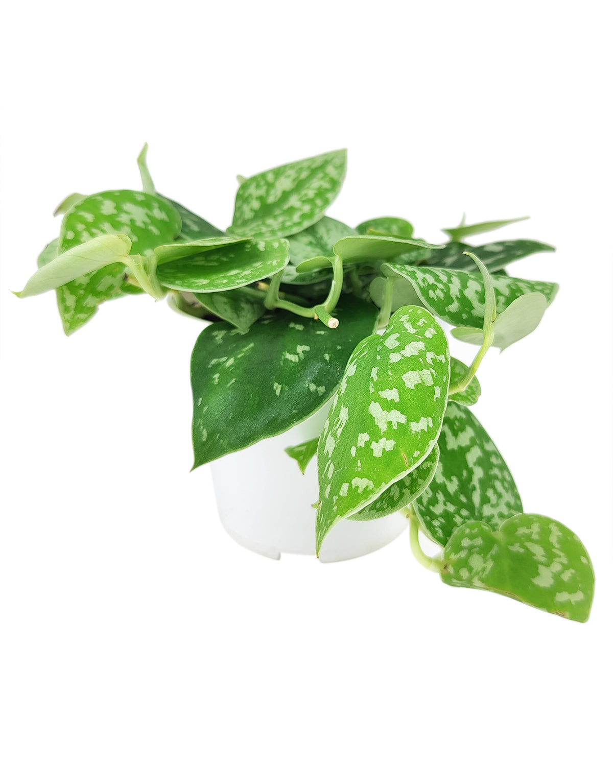 Satin Pothos Scindapsus Pictus, vining evergreen plants with variegated foliage, easy to care for houseplant for beginner, heart-shaped pothos, plants for hanging baskets and tall planters