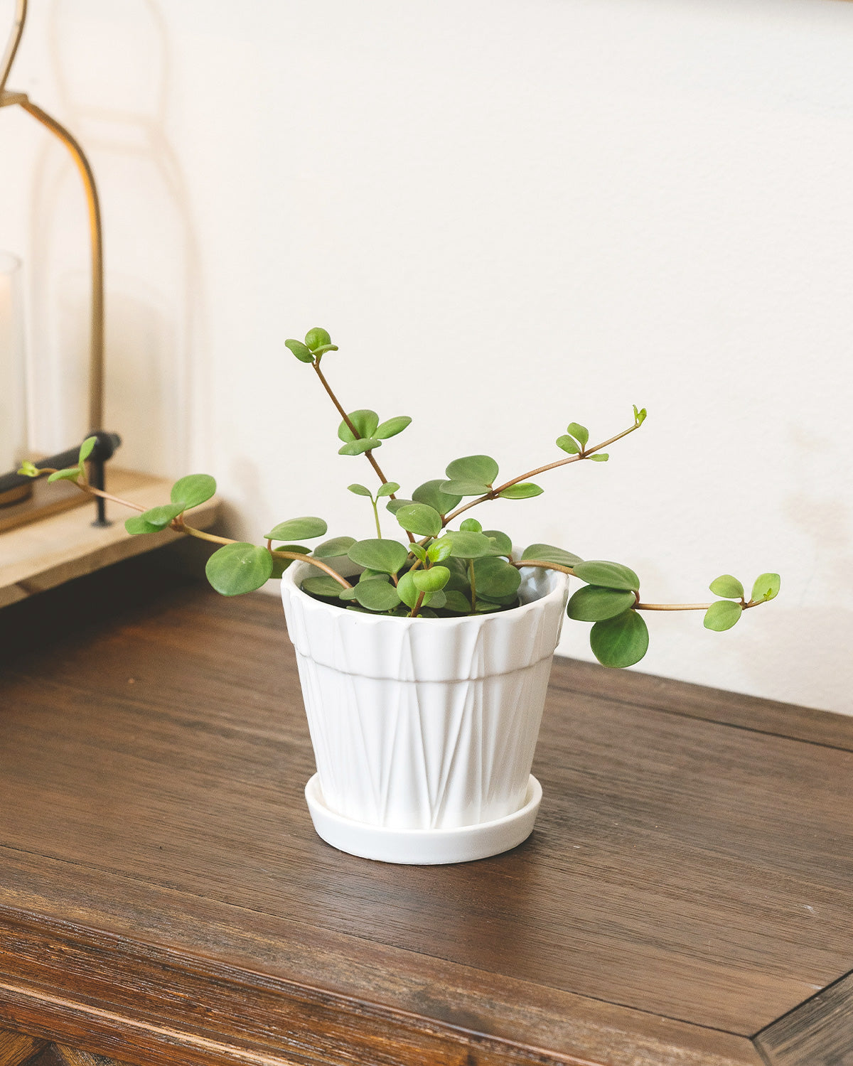 Buy 4 inch Peperomia Hope in growing pot, Easy Care Indoor Plants Online, Best indoor plant for beginners, Peperomia Hope Trailing Houseplant for sale, Pet Safe Plants for Cats and Dogs, Types of Purifying o grow at home