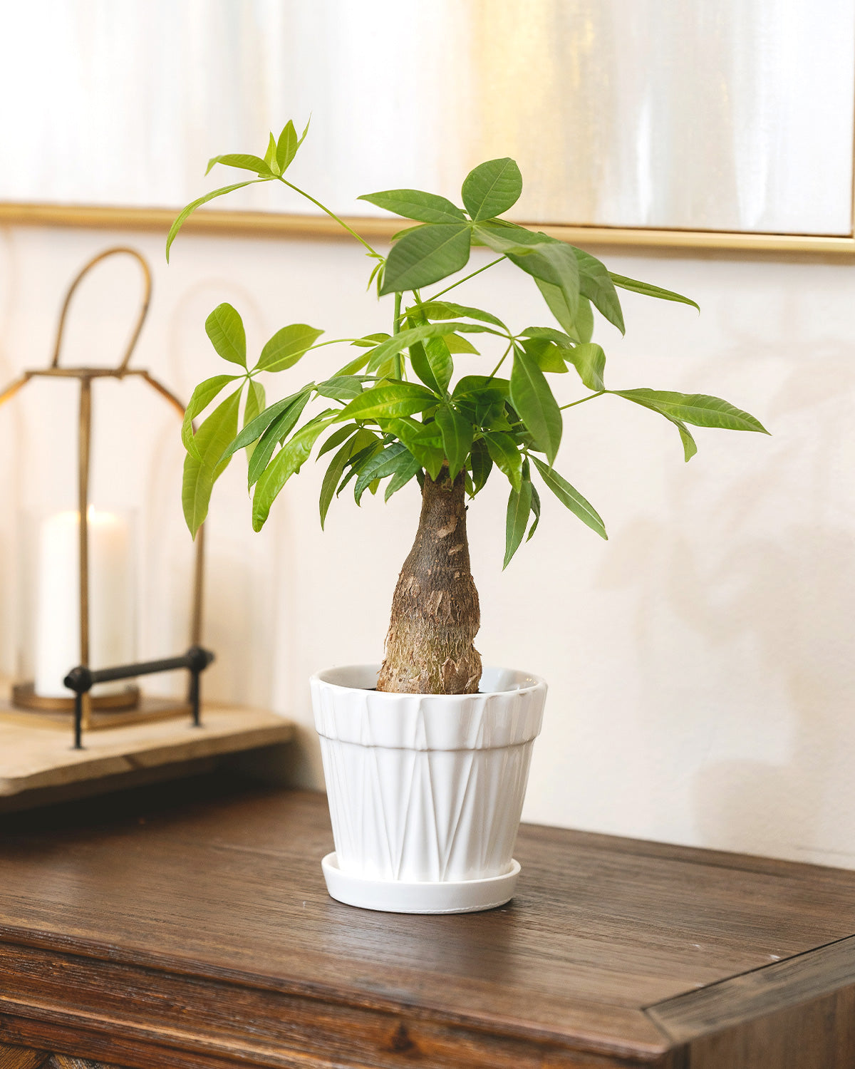 Pachira Stump Money Tree, Feng Shui Plants for your home, Types of Air purifying houseplants to grow, Easy & Low Light indoor plant, Buy Pachira Stump Money Tree online