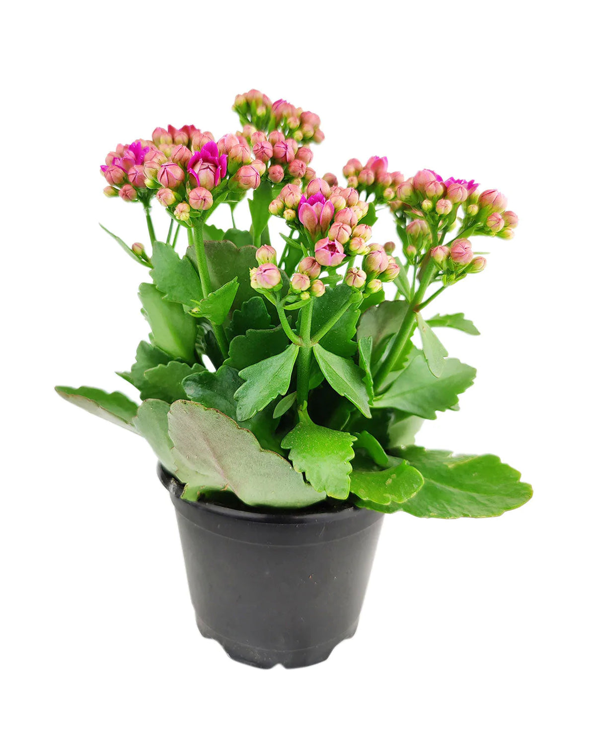 Buy Kalanchoe blossfeldiana Calandiva Purple in white ceramic plant, Types of Flowering Plants, Best indoor plant to grow at home, Live plant gift