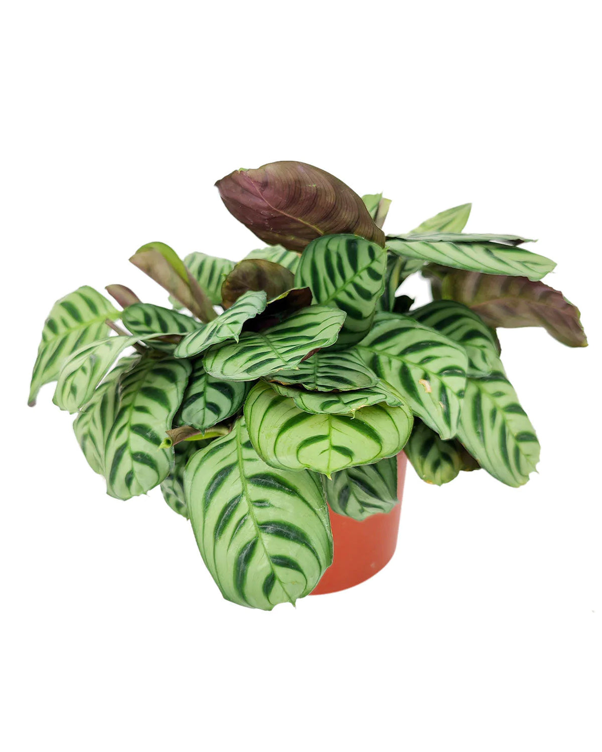 Fishbone Prayer Plant, Easy to care house plant, Calathea Burle Marx creeping house plant with attractive leaves, Air purifying houseplant for delivery