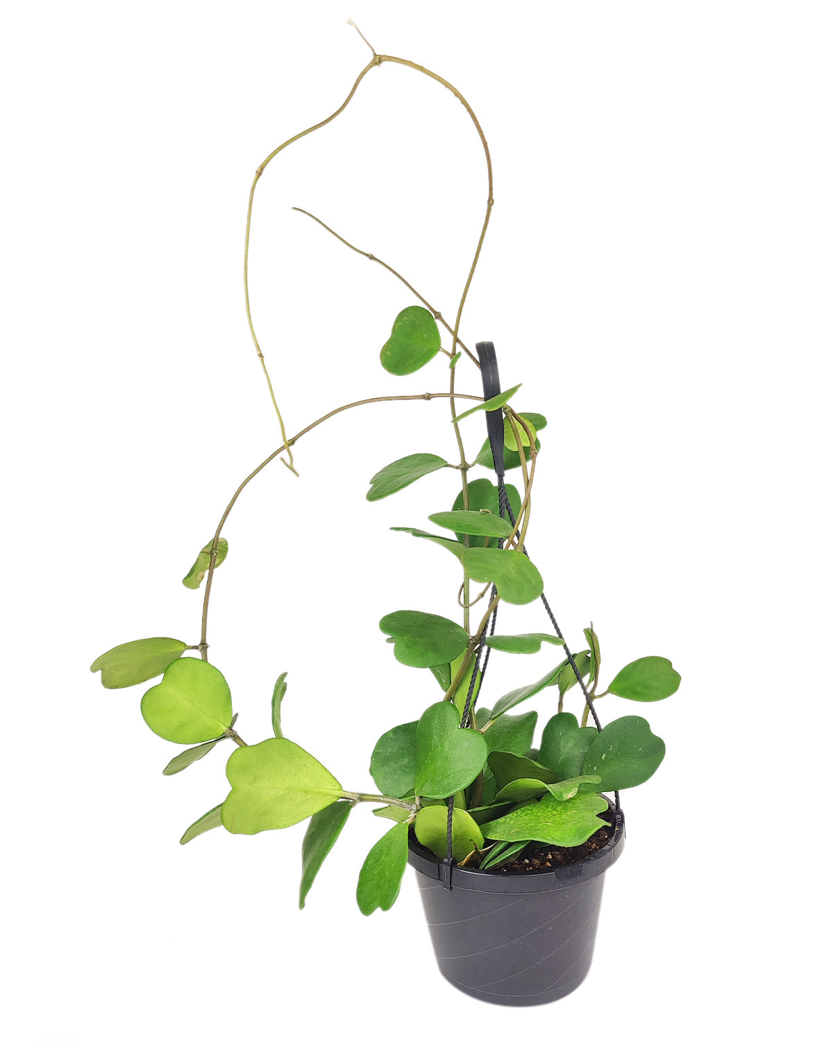Sweetheart Hoya, Trailing Hoya Kerrii Heart, Heart-shaped plants, best gift plant ideas, evergreen heart-shaped foliage