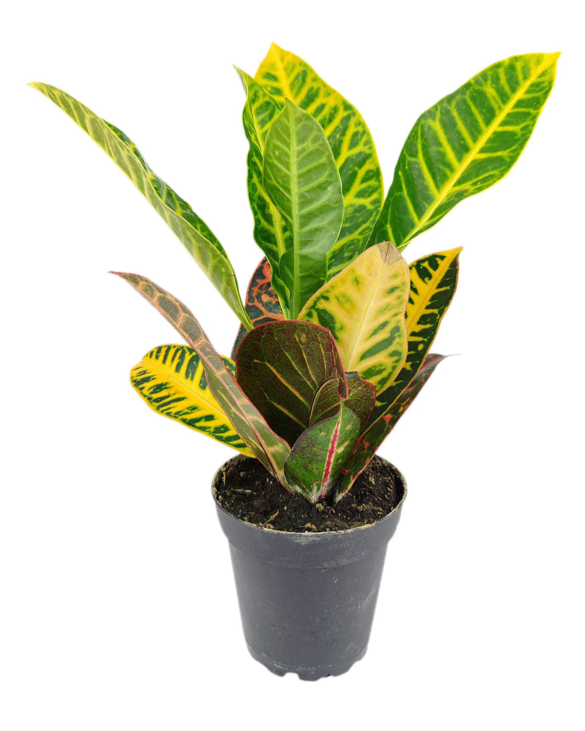 Croton Petra Houseplant for sale, Buy Colorful Foliage Plants Online, Live Croton Petra Houseplant for Sale Online, Colorful Home Decor, Beautiful Foliage Plant, Succulents Box Croton Petra in 4-in Plastic Pot