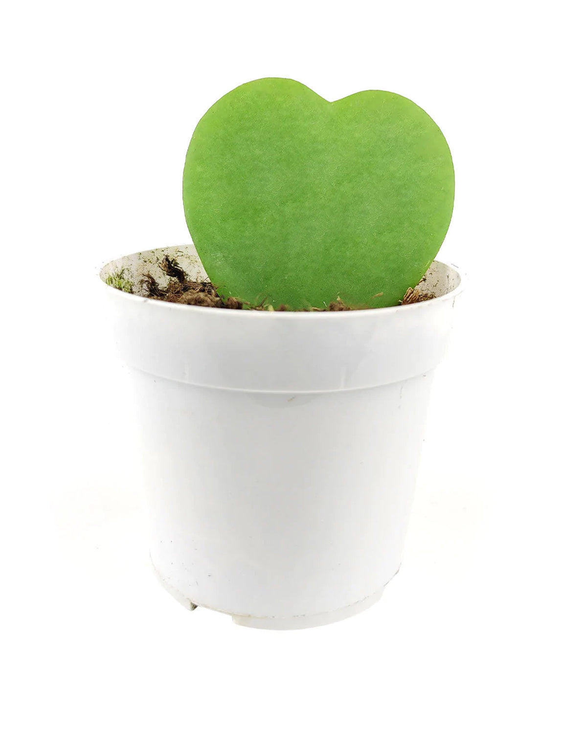 Hoya Kerrii, Hoya Kerrii Heart, Sweetheart Hoya, Valentine plants, Heart-shaped plants, Heart-shaped succulents, Hoya Heart, how to care for Hoya, How to care for Hoya Kerrii