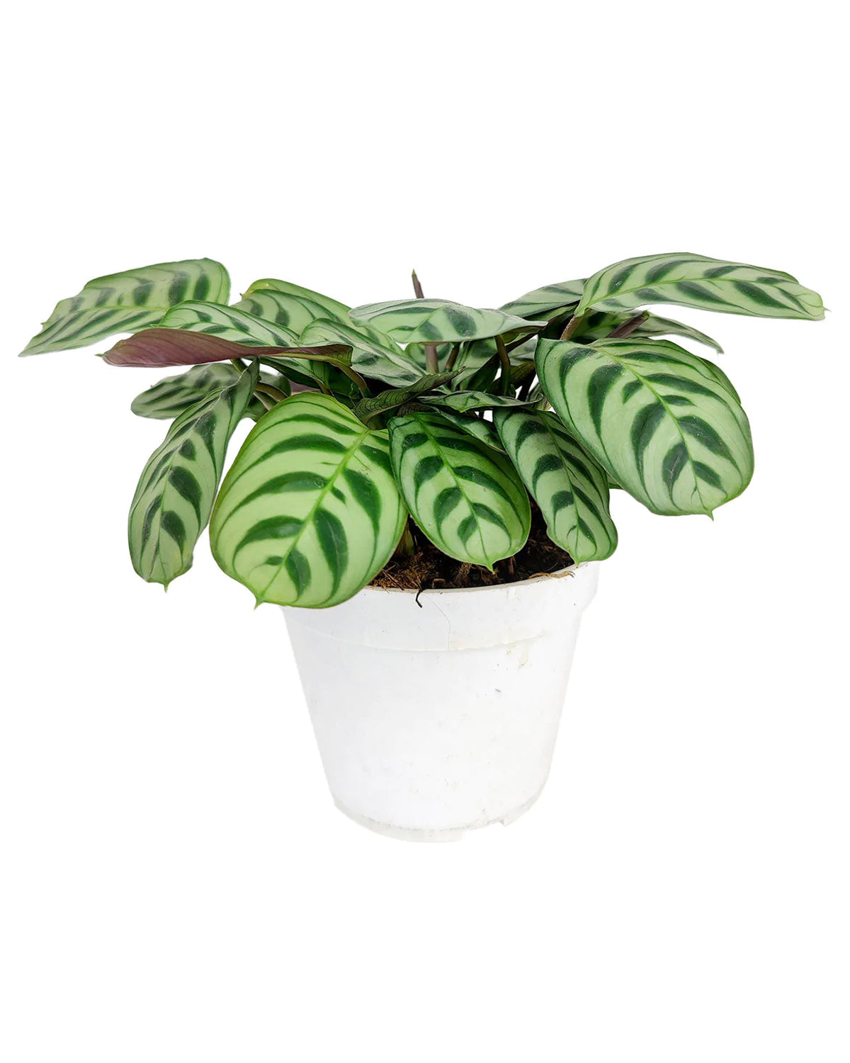 Calathea Burle Marx 4 inch growing pot for sale, Prayer Live Plant Online, Easy to grow indoor plant for beginners, Buy Fishbone Prayer Plant Colorful Foliage, Houseplants with Colorful Leaves to Brighten Your Home