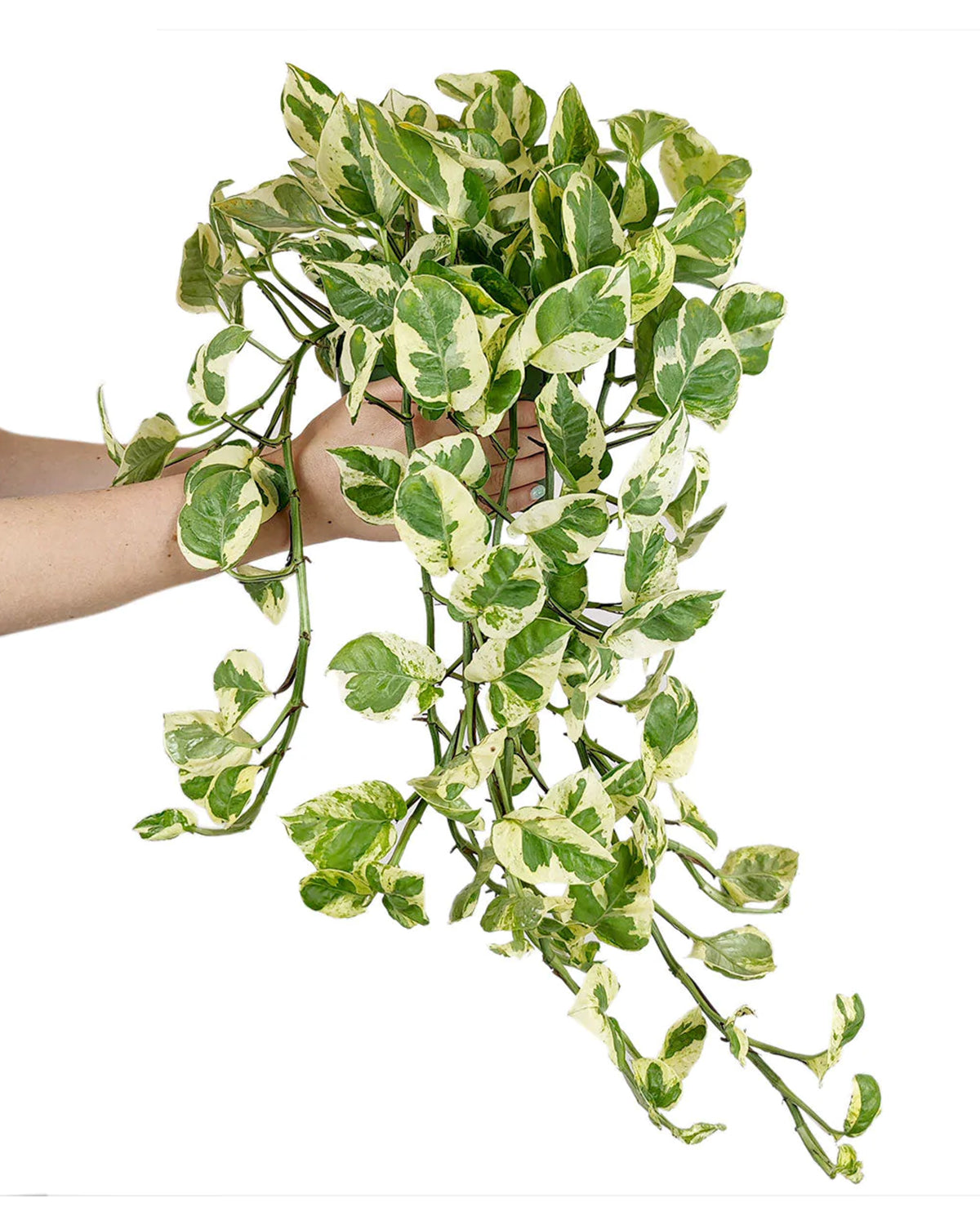 Pothos N'joy Hanging Basket, how to care for Pothos N'joy, variegated houseplants