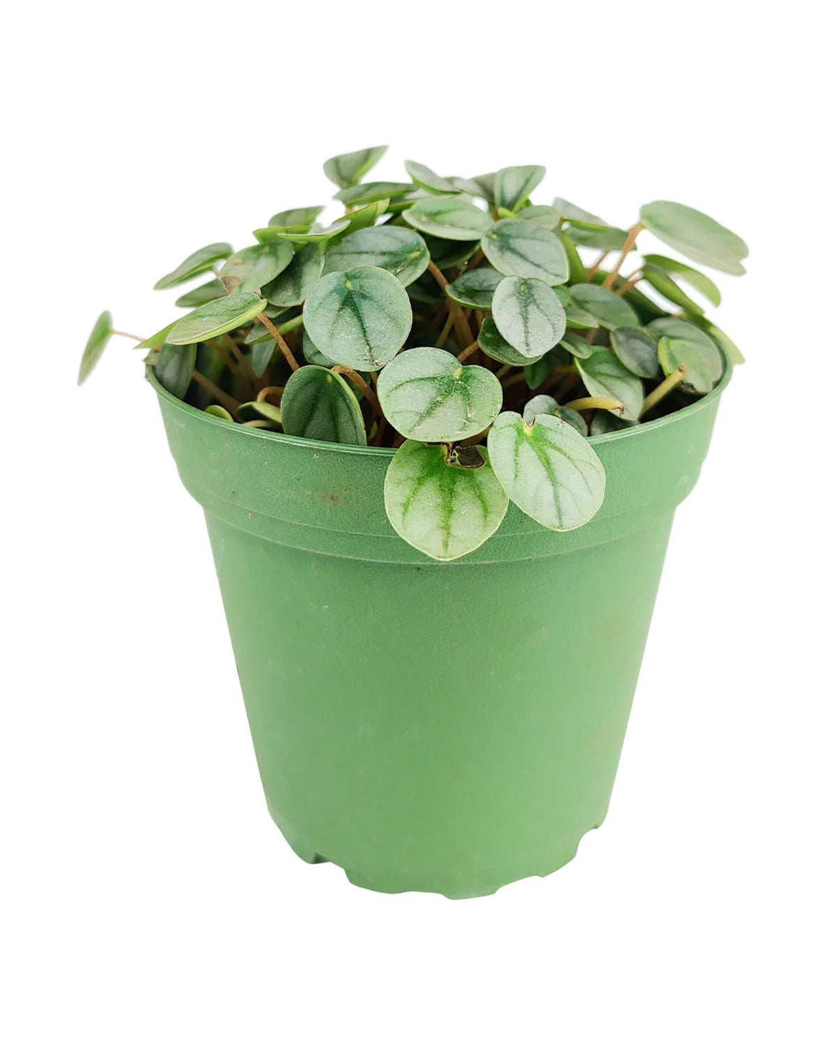 Easy and Low Light Houseplant, Peperomia Little Toscani in Minimalist Pot, Houseplant Gift Ideas