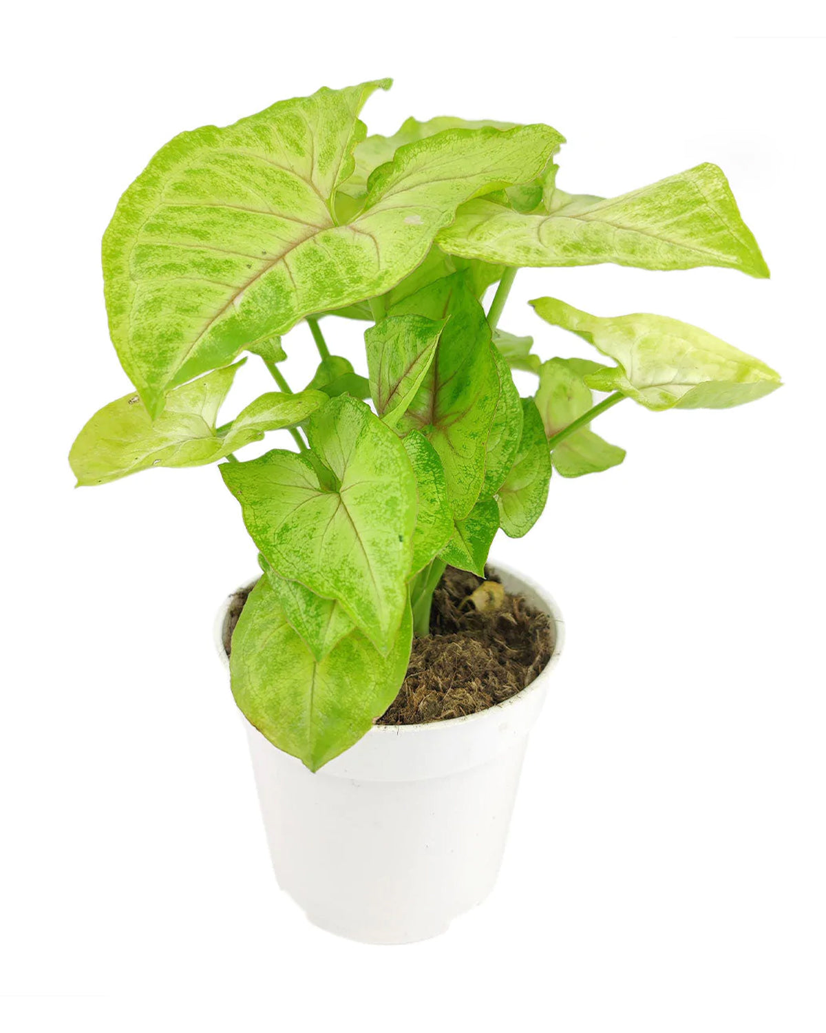 Syngonium Gold Allusion in growing pot delivery, Buy Syngonium Gold Allusion 4 inch trailing houseplant, Colorful Foliage Plants for gifting