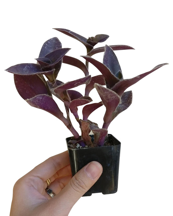 How to Care for Callisia repens Turtle Vine Pink Lady - Best Plant