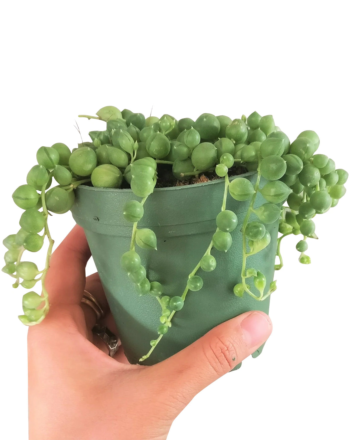 String Of Pearls Senecio Rowleyanus Plant for sale, Best Trailing & Climbing Houseplant , Plants as Gifts, String of pearls indoor houseplant