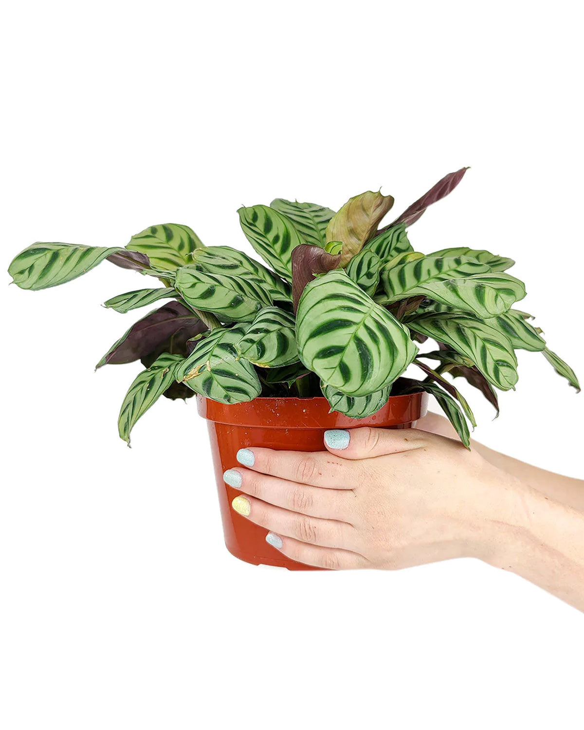 6 inch Burle Marx Calathea in plastic pot fully rooted, Fishbone Prayer Plant, Easy to care house plant, Calathea Burle Marx creeping house plant with attractive leaves 