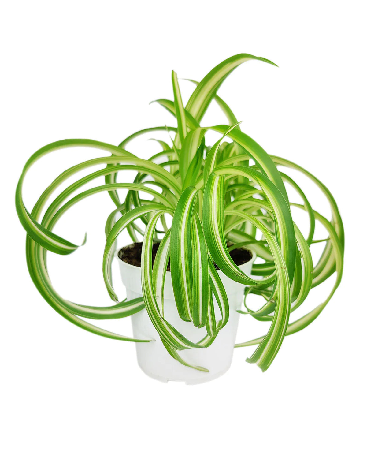 Types of Pet friendly Houseplant, Best trailing houseplant, Buy Bonnie Curly Spider Plant Online, Tips for growing Bonnie Curly Houseplant, Live Houseplant Gift Ideas, 4 inch Bonnie Curly Spider Plant in Ceramic Pot, Houseplant Gift ideas