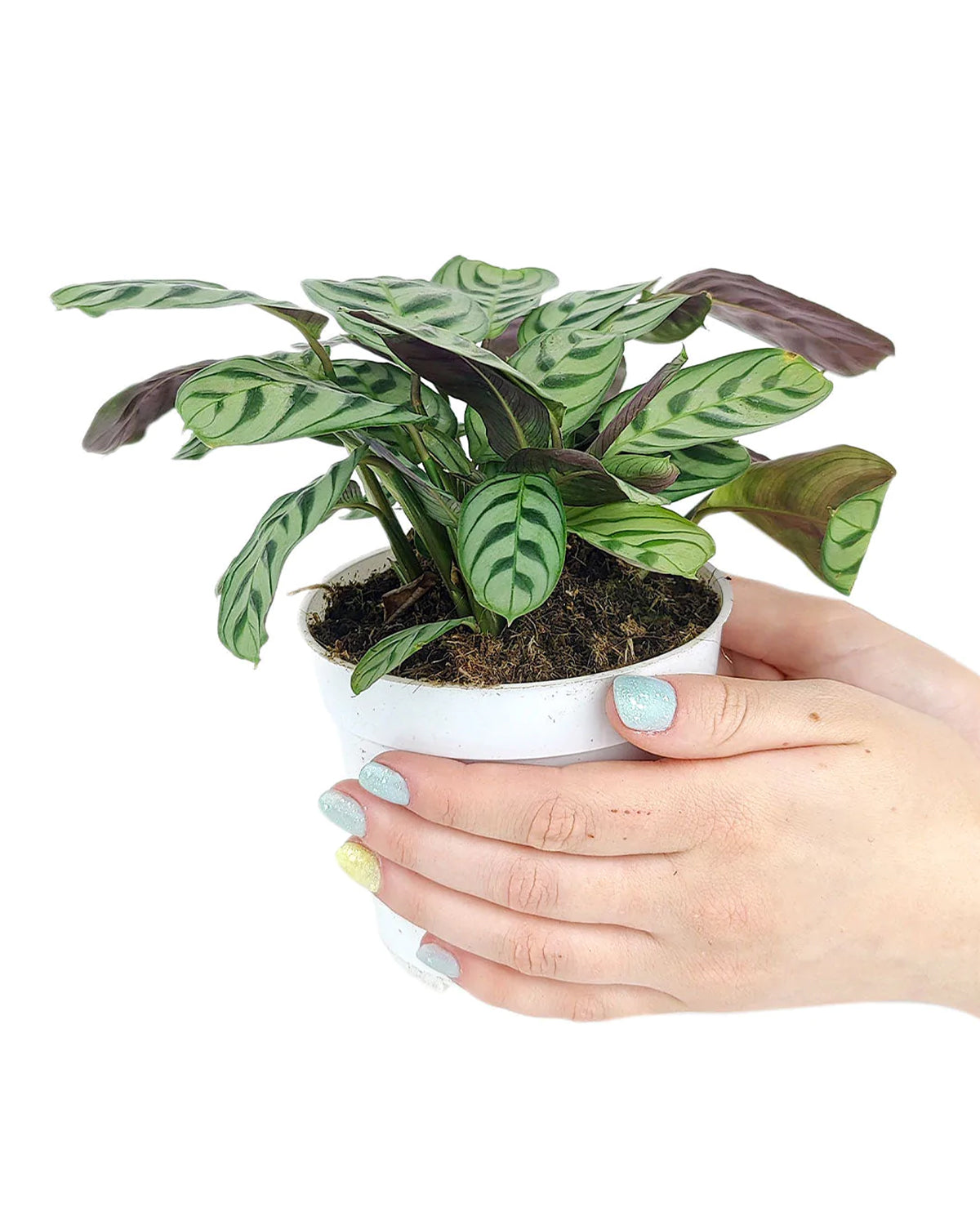 Houseplants with Colorful Leaves to Brighten Your Home, types of air purifying plant for sale