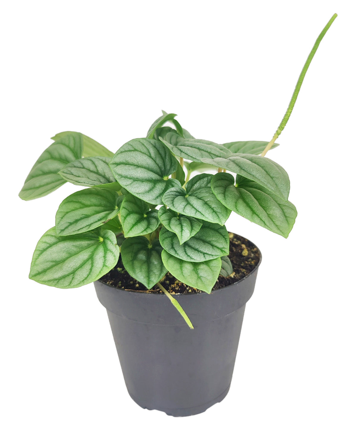 Peperomia caperata Frost, stunning unique foliage houseplant, silver green foliage plant, compact plant for small spaces and table tops, easy care medium to bright light houseplant