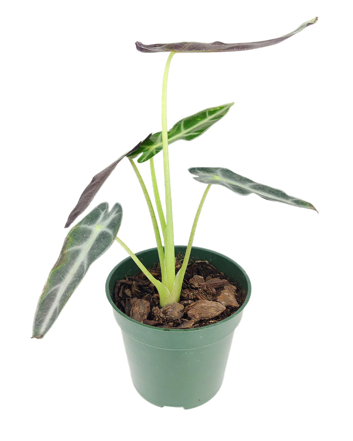 Best indoor plant for beginner, Alocasia Bambino Arrowhead-shaped foliage Plant, House plant for sale, Houseplant decoration ideas, Alocasia Amazonica Bambino Tropical Houseplant for sale online, Types of houseplant delivery, Easy to grow houseplant, Plants as gifts