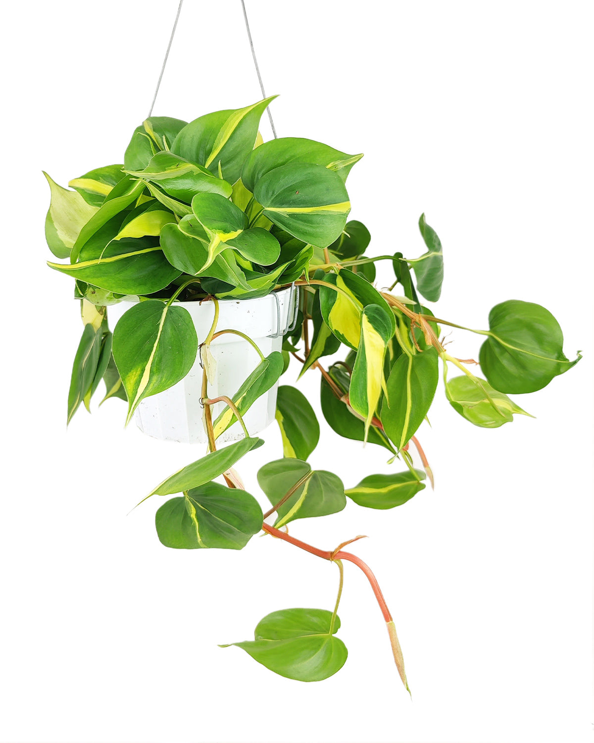 Philodendron hederaceum Brasil, how to care for Philodendron Cordatum Brasil, variegated trailing plant, easy care air-purifying houseplant, medium to bright light Philodendron, yellow and green foliage