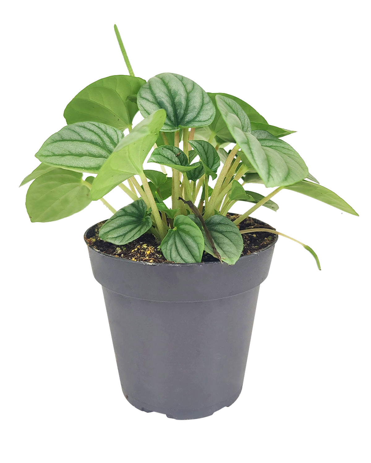 Peperomia caperata Frost, stunning unique foliage houseplant, silver green foliage plant, compact plant for small spaces and table tops, easy care medium to bright light houseplant