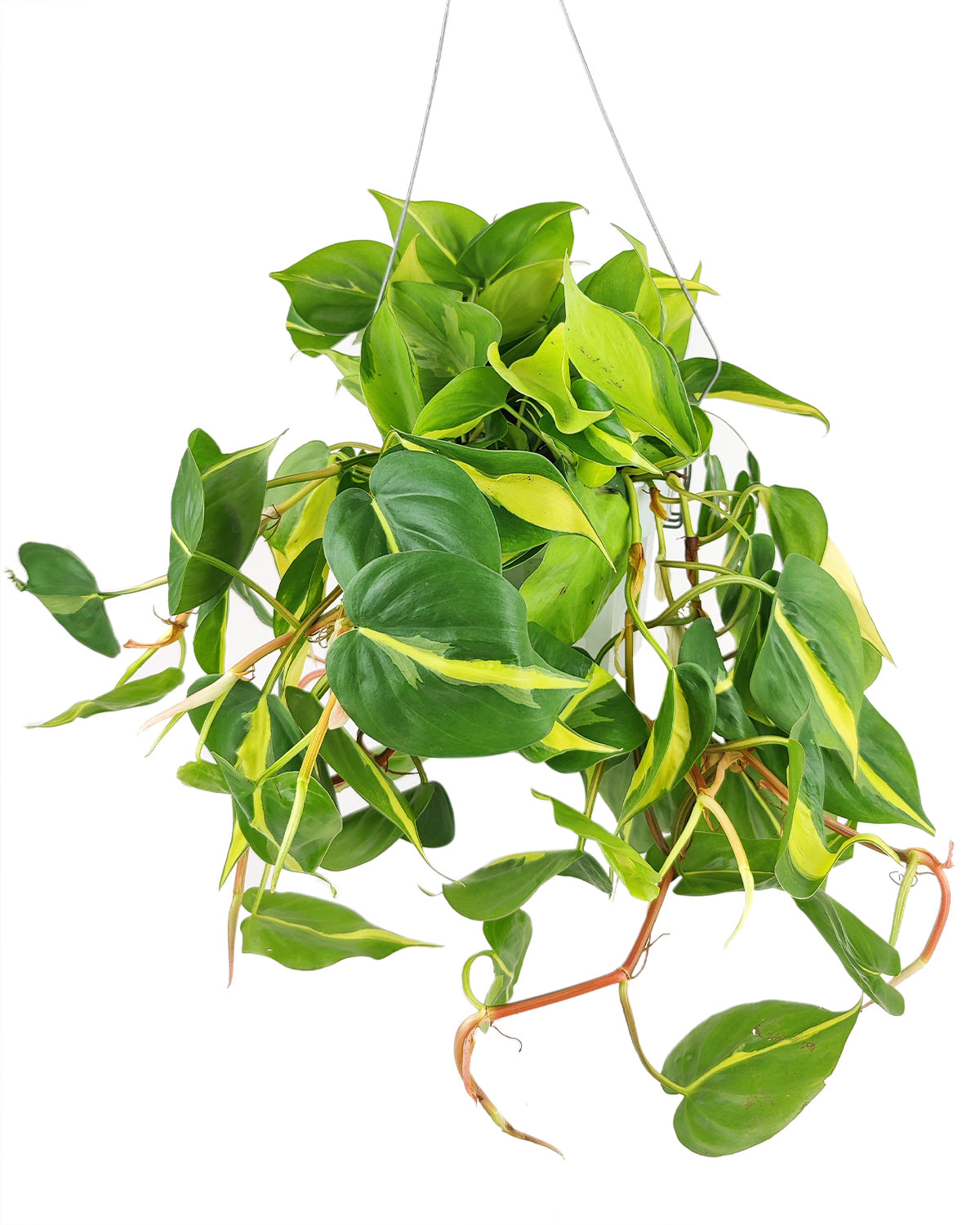 Philodendron hederaceum Brasil, how to care for Philodendron Cordatum Brasil, variegated trailing plant, easy care air-purifying houseplant, medium to bright light Philodendron, yellow and green foliage