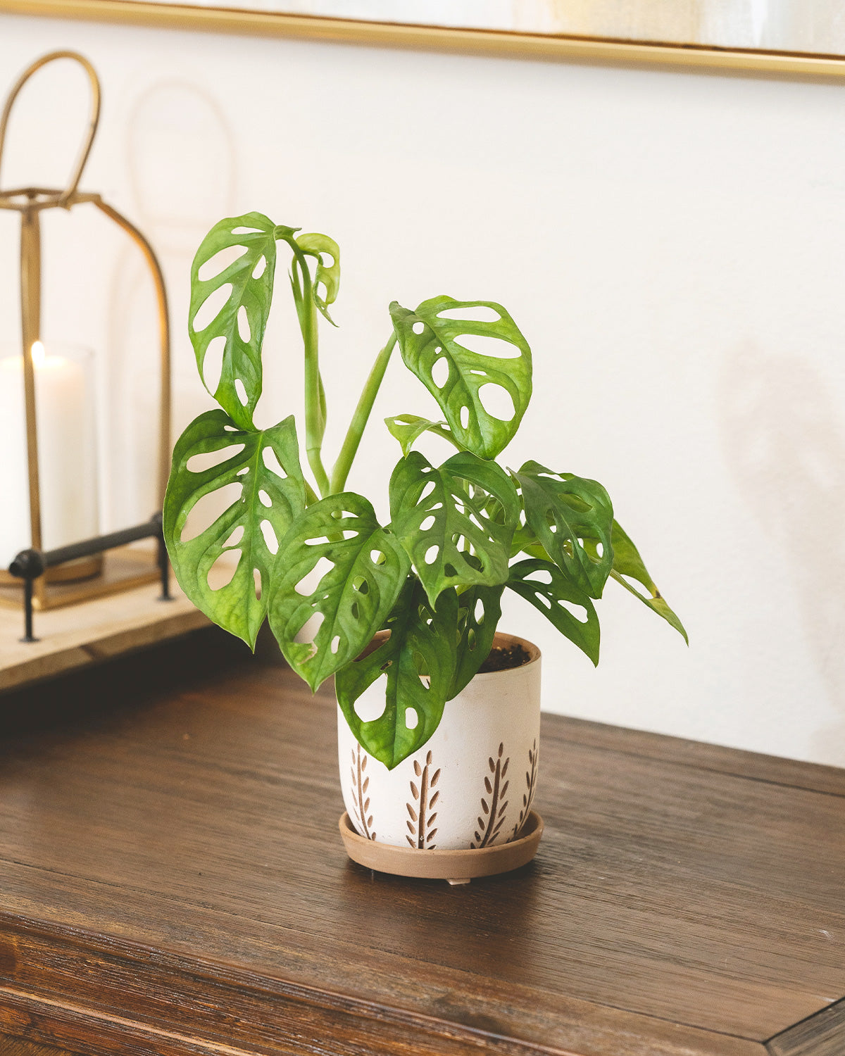 Swiss Cheese Vine easy to-grow houseplant, Live indoor plant delivery, Monstera Swiss Cheese Plant in Minimalist Pot, The Best Places to Find Houseplants for Sale Online, Potted plants for gifts