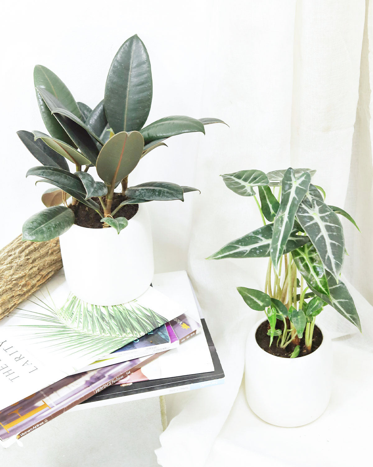 Best indoor plant for beginner, Alocasia Bambino Arrowhead-shaped foliage Plant, House plant for sale, Houseplant decoration ideas, Alocasia Amazonica Bambino Tropical Houseplant for sale online, Types of houseplant delivery, Easy to grow houseplant, Plants as gifts