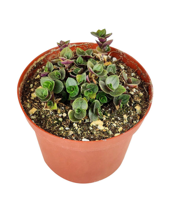 How to Care for Callisia repens Turtle Vine Pink Lady - Best Plant Friend