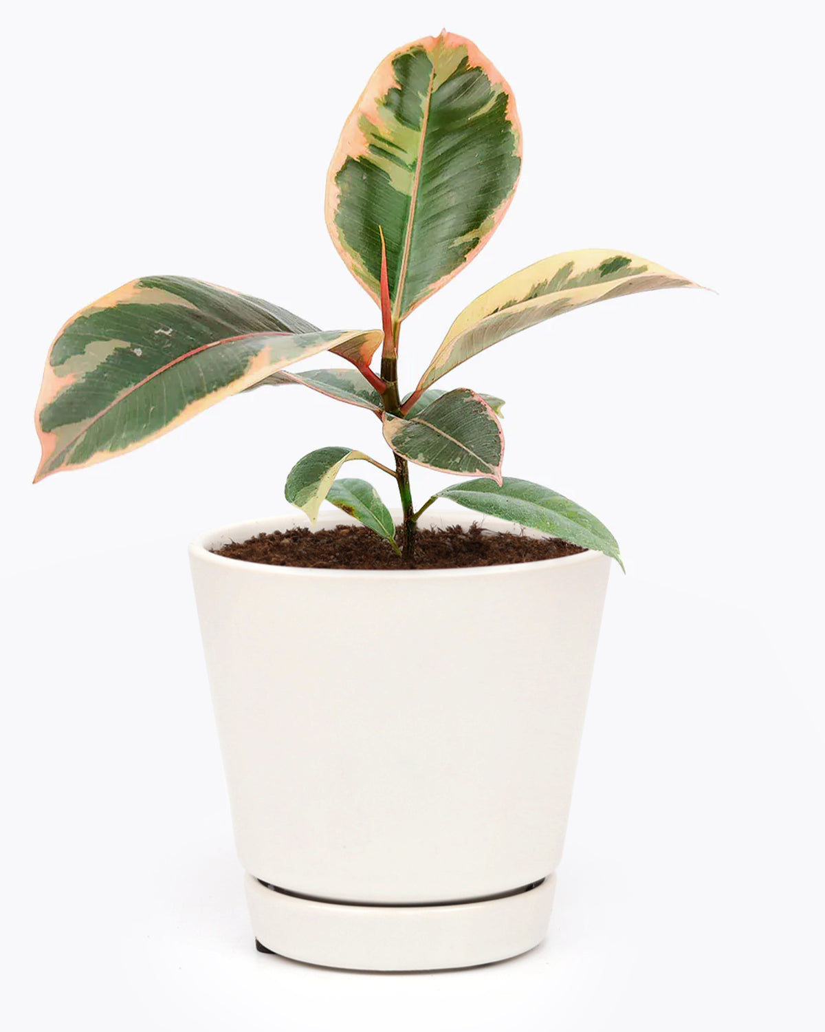 How to Care for Ficus elastica Rubber Plant