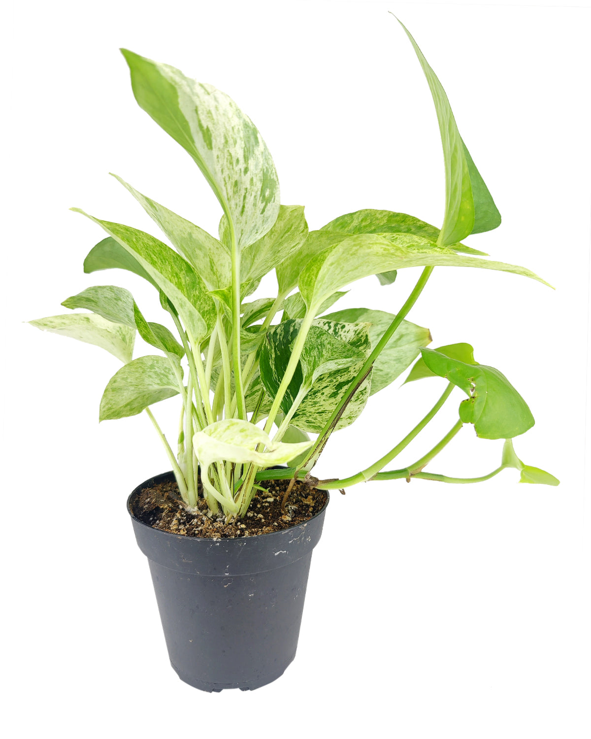 Pothos care guide, buy Marble Queen Pothos online, air-purifying houseplant, easy to care indoor plant for beginners, best houseplant for home office decoration