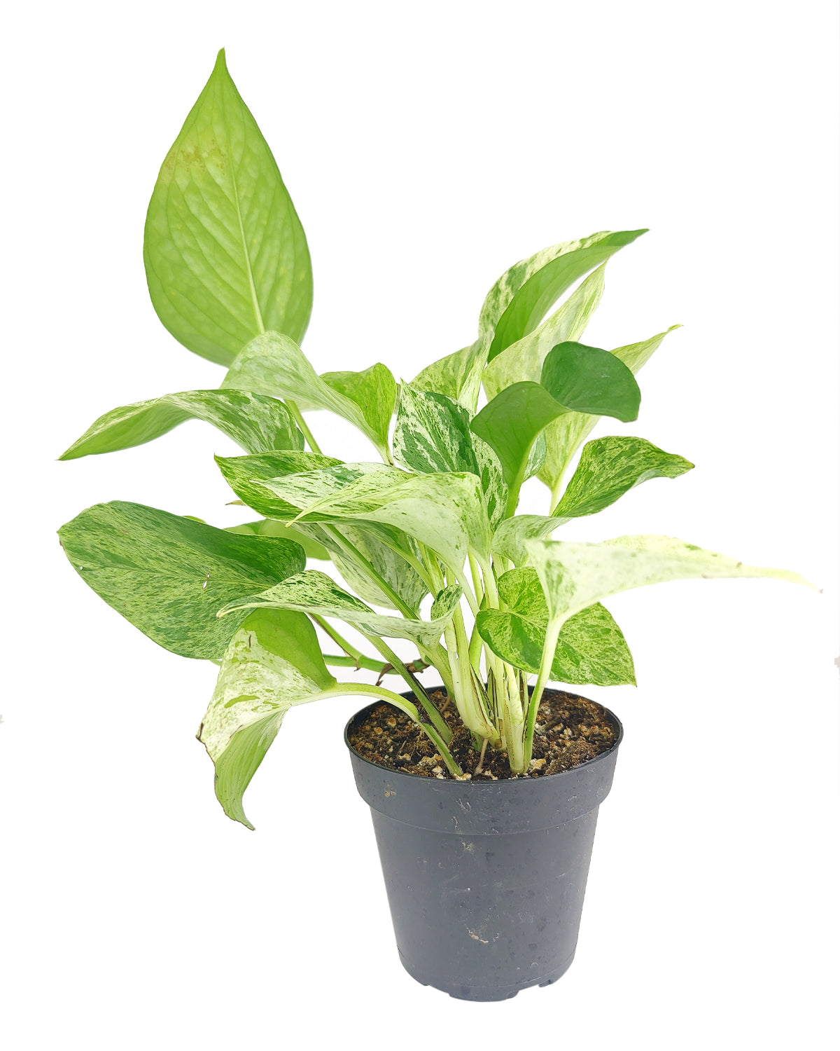 Marble Queen Pothos, how to care for Pothos, easy to care houseplant for beginners, air-purifying houseplant for home office decoration, best indoor plant