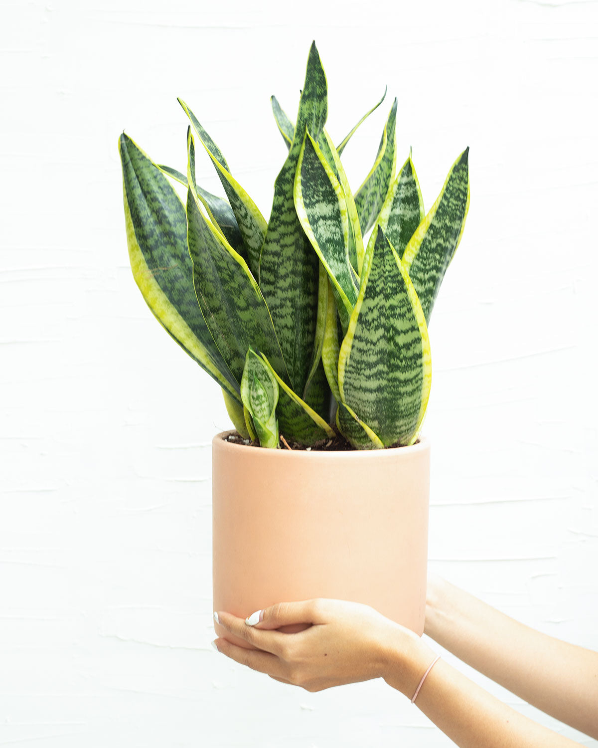 sansevieria hahnii