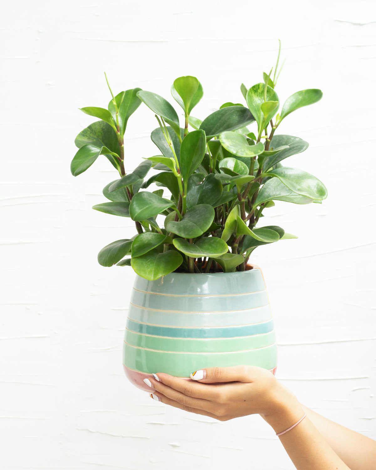 best air-purifying houseplants, Peperomia obtusifolia Green, miniature Rubber Plant, green foliage houseplants, best houseplants for indoor air cleaning