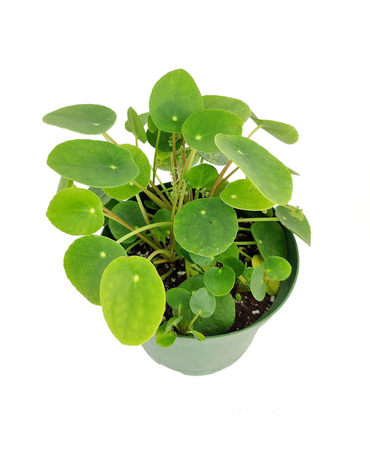how to care for Pilea peperomioides Chinese Money Plant, houseplant gift ideas, special houseplants for home and office, bright light houseplant