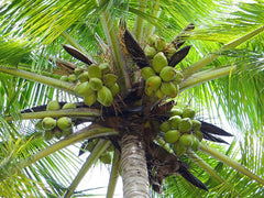 HerzensTier Kokospalmenextrakt