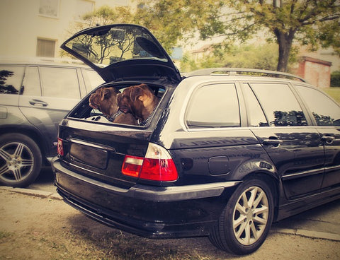 Hund - Auto -HerzensTier