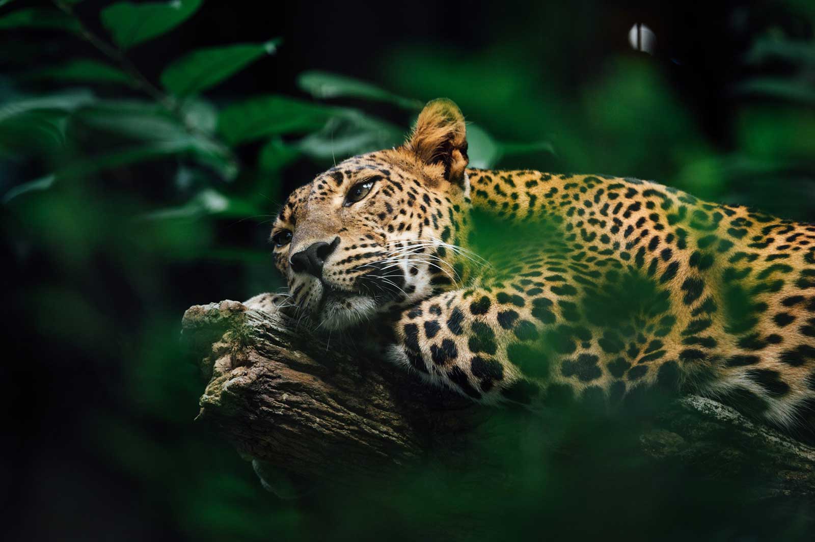 One Tribe Jaguar
