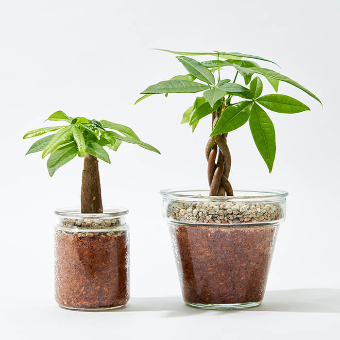 リサイクル素材で育てる観葉植物 ハイドロカルチャー Re Green リ グリーン ガラスベース Lovegreen Store