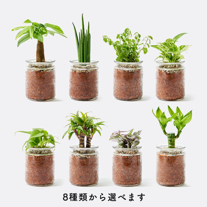 リサイクル素材で育てる観葉植物 ハイドロカルチャー Re Green リ グリーン ガラスベース Lovegreen Store