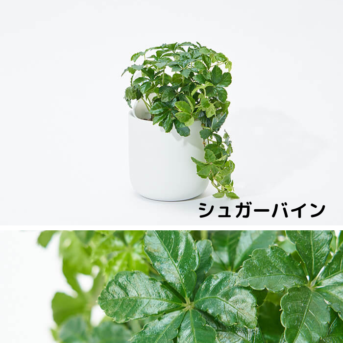 【送料無料】5種類から選べる  観葉植物  2個セット  アクアテラポット  ベーシックボウル10.5