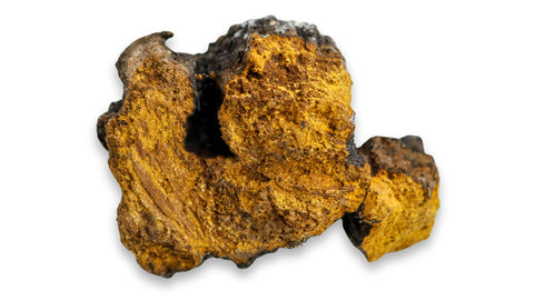 Chaga