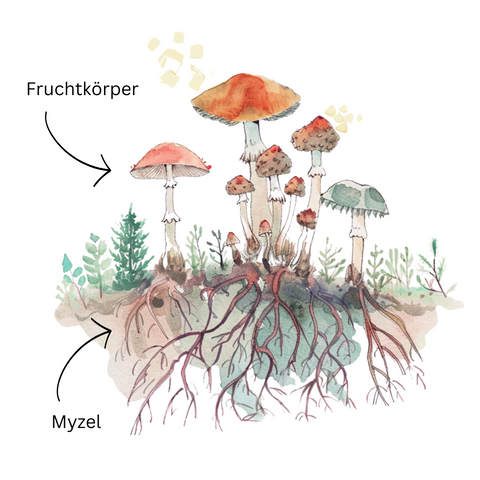 Pilz Fruchtkörper & Myzel